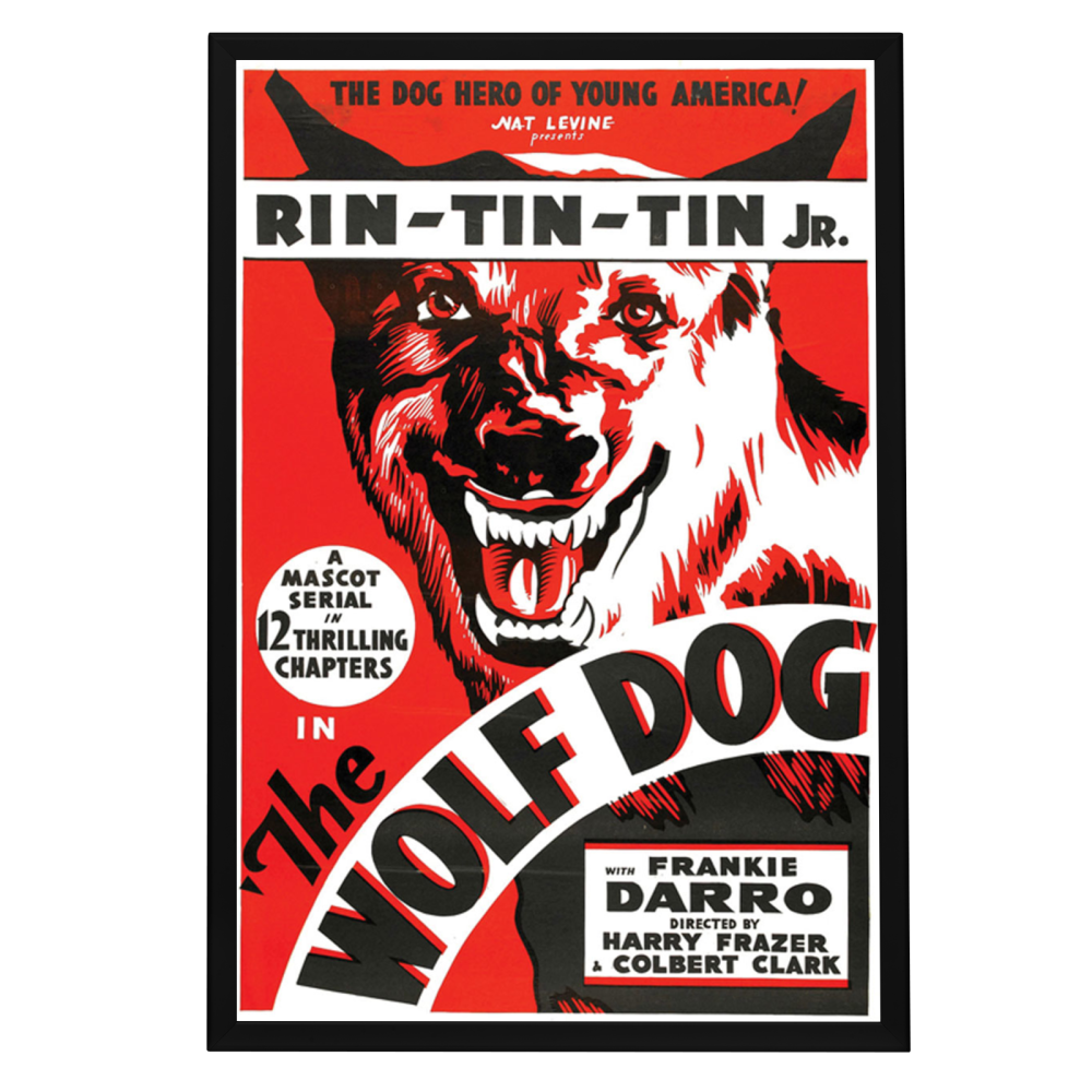 "Wolf Dog" (1933) Framed Movie Poster