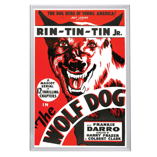 "Wolf Dog" (1933) Framed Movie Poster