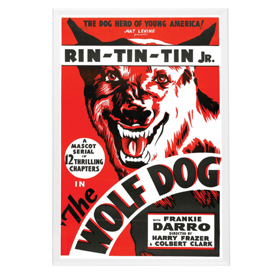 "Wolf Dog" (1933) Framed Movie Poster